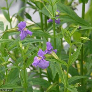 (ビオトープ)水生植物 ミムルス リンゲンス(...の詳細画像1
