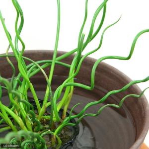 (ビオトープ)水生植物 ラセンイ(1ポット) ...の詳細画像1