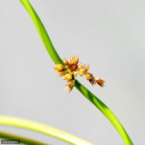 (ビオトープ)水生植物 ラセンイ(1ポット) ...の詳細画像2
