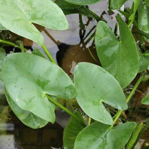 （ビオトープ）水生植物　河骨　ヒメコウホネ（１ポット）　浮葉植物（休眠状態）