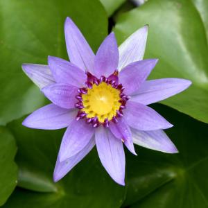 （ビオトープ）睡蓮　熱帯性睡蓮（スイレン）（青）　コロラタ（１ポット）（休眠状態）