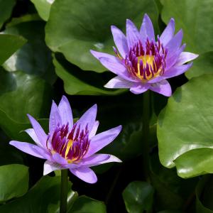 (ビオトープ)睡蓮 熱帯性睡蓮(スイレン)(青...の詳細画像1