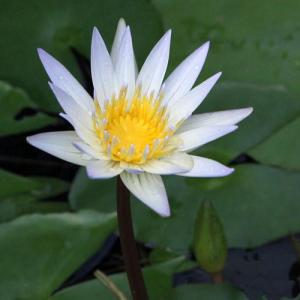 （ビオトープ）睡蓮　熱帯性睡蓮（スイレン）（水色）　ドーベン（１ポット）（ムカゴ種）（休眠状態）