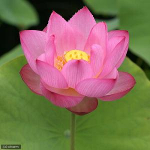 （ビオトープ）蓮　ハス（桃）　大賀蓮（オオガハス）一重咲大型品種　（１ポット分）（休眠状態）