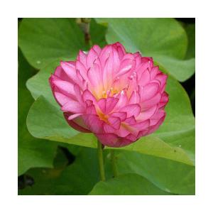 （ビオトープ）蓮　ハス（桃）　八重茶碗蓮（ヤエチャワンハス）（１ポット分）（休眠状態）