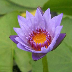 （ビオトープ）睡蓮　熱帯性睡蓮（スイレン）（青）　オーガスト　コーチ（１ポット）（ムカゴ種）（休眠状態）