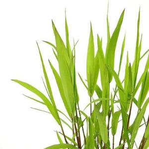 （ビオトープ）水生植物　ツルヨシ（１ポット）　湿生植物（休眠状態）