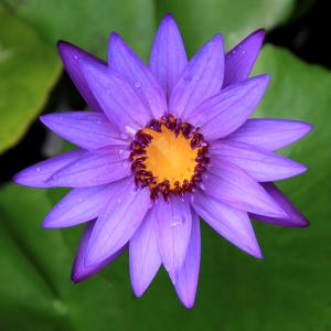 （ビオトープ）睡蓮　熱帯性睡蓮（スイレン）（青紫）　ディレクター　Ｇ．Ｔ．ムーア（１ポット）（休眠状態）