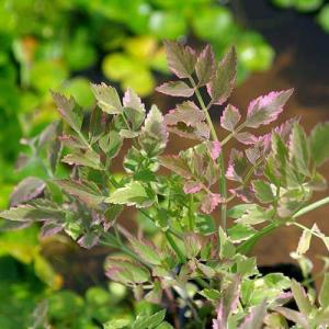 （ビオトープ）水生植物　アケボノセリ（斑入りセリ、セリ　フラミンゴ）（１ポット）　湿生植物