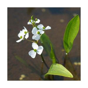 （ビオトープ）水生植物　ヒメオモダカ（１ポット）　抽水植物