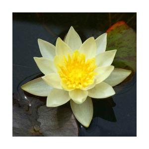 （ビオトープ）睡蓮　姫睡蓮（ヒメスイレン）　黄（１ポット）（休眠状態）