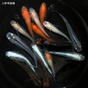 (めだか)(ビオトープ)メダカの冬眠セット メ...の詳細画像1