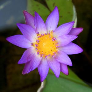 （ビオトープ）睡蓮　熱帯性睡蓮（スイレン）（青）　ティナ（１ポット）（ムカゴ種）（休眠状態）