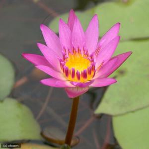 （ビオトープ）睡蓮　熱帯性睡蓮（スイレン）（桃）　プロイデン（１ポット）（ムカゴ種）（休眠状態）