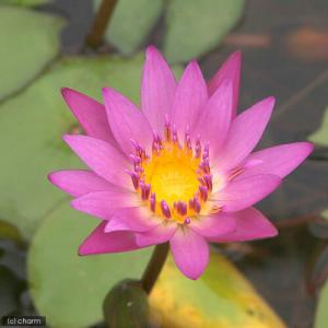 (ビオトープ)睡蓮 熱帯性睡蓮(スイレン)(桃...の詳細画像1