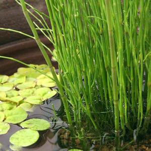 （ビオトープ）水生植物　ミズトクサ（１ポット）　抽水植物（休眠状態）