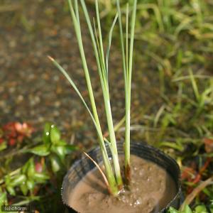 (ビオトープ)水生植物 ゴクヒメガマ(無農薬)...の詳細画像1
