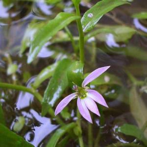 （ビオトープ）水生植物　ミゾカクシ（１ポット）　湿生植物　日本産水草（休眠状態）