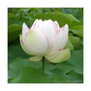 （ビオトープ）蓮　ハス（白〜桃）　天竺斑蓮（テンジクマダラハス）一重咲斑蓮（１ポット分）（休眠状態）