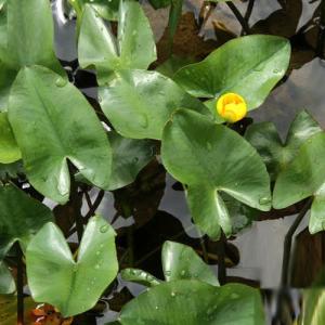 （ビオトープ）水生植物　河骨　ベニコウホネ（紅河骨）（１ポット）　浮葉植物（休眠状態）