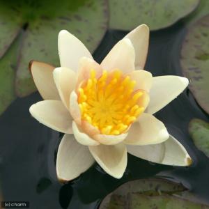 （ビオトープ）睡蓮　温帯性睡蓮（スイレン）（チェンジャブル）　シュース　Ｓｉｏｕｘ　（１ポット）（休眠状態）