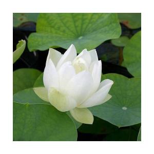 （ビオトープ）蓮　ハス（白）　姫白蓮（ヒメシロハス）小型種（１ポット）（休眠状態）