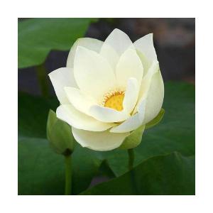 （ビオトープ）蓮　ハス（黄）　黄花蓮（キバナハス）（１ポット分）（休眠状態）