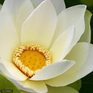 (ビオトープ)蓮 ハス(黄) 黄花蓮(キバナハ...の詳細画像1