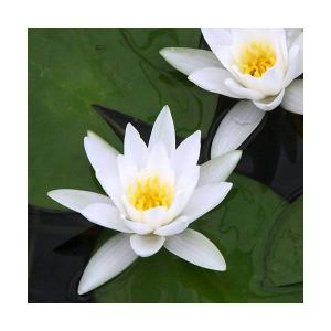 （ビオトープ）睡蓮　温帯性睡蓮（スイレン）（白）　ヘルミネ　Ｈｅｒｍｉｎｅ　（１ポット）（休眠状態）