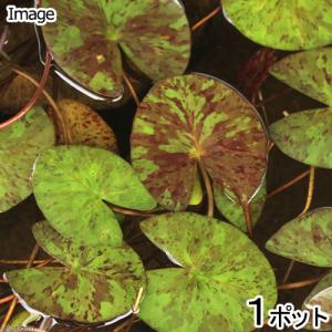 （ビオトープ）睡蓮　温帯性睡蓮（スイレン）（チェンジャブル）　オーロラ（１ポット）（休眠状態）