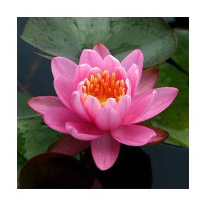 （ビオトープ）睡蓮　温帯性睡蓮（スイレン）（桃）　ファイアークレスト　ＦｉｒｅｃｒｅＳｔ　（１ポット）（休眠状態）