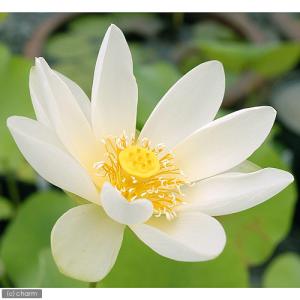 (ビオトープ)蓮 ハス(白) 白花蓮(シロバナ...の詳細画像1
