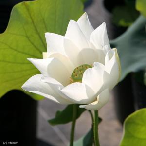 (ビオトープ)蓮 ハス(白) 白花蓮(シロバナ...の詳細画像2