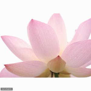 (ビオトープ)蓮 ハス(桃) 桃一重蓮(モモヒ...の詳細画像3