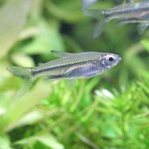 （熱帯魚）ブラックライン・コンゴテトラ（ワイルド）（１匹）　北海道・九州航空便要保温