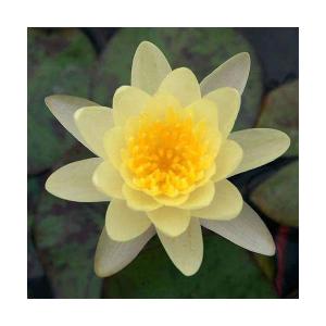 （ビオトープ）睡蓮　温帯性睡蓮（スイレン）（黄）　マリアセア・クロマテラ　（１ポット）（休眠状態）