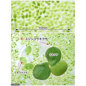 (浮草)メダカが喜ぶ天然フード ミジンコウキク...の詳細画像1