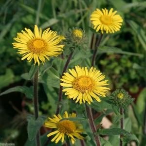 （ビオトープ）水生植物　ミズギク（１ポット）　湿性植物