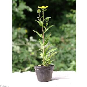 (ビオトープ)水生植物 ミズギク(無農薬)(1...の詳細画像1