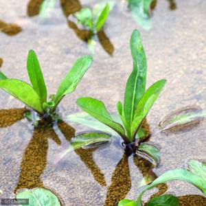 (ビオトープ)水生植物 ミズギク(無農薬)(1...の詳細画像2