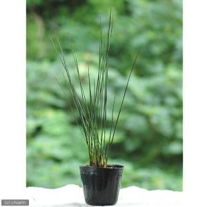(ビオトープ)水生植物 ペンシルグラス(1ポッ...の詳細画像1
