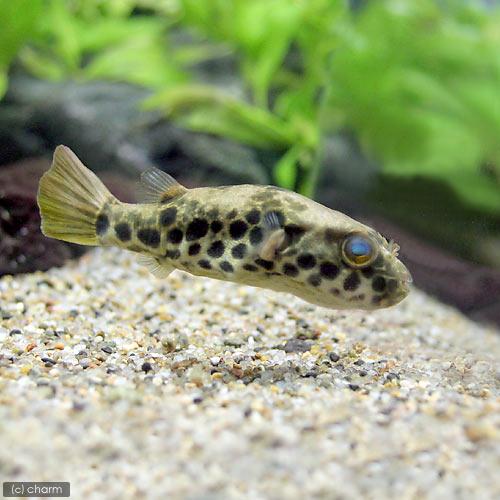 （熱帯魚）テトラオドン・ショウテデニー（１匹）　北海道航空便要保温