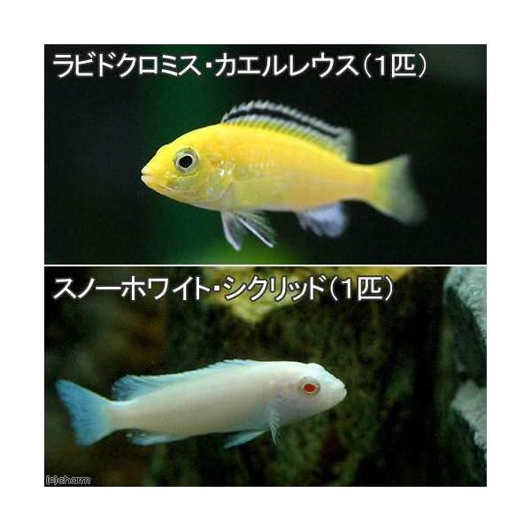 （熱帯魚）ラビドクロミス・カエルレウス（１匹）＋スノーホワイト・シクリッド（１匹）　北海道航空便要保...