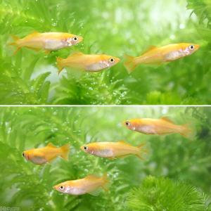(めだか)東天光メダカ(3匹)の詳細画像1
