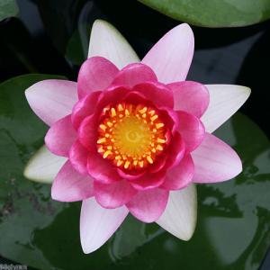 （ビオトープ）睡蓮　温帯性睡蓮（スイレン）（赤）　マサニエロ　ＭａＳａｎｉｅｌｌｏ　（１ポット）（休眠状態）