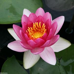 (ビオトープ)睡蓮 温帯性睡蓮(スイレン)(赤...の詳細画像1