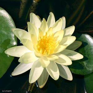 (ビオトープ)睡蓮 温帯性睡蓮(スイレン)(黄...の詳細画像1