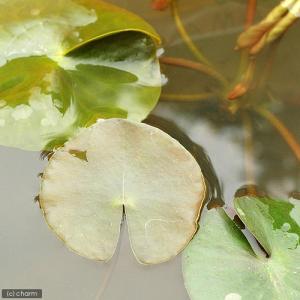 （ビオトープ）睡蓮　温帯性睡蓮（スイレン）（赤）　マリアセア・ルブラ・プンクタータ　（１ポット）（休眠状態）