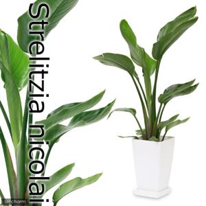 (観葉植物)ストレリチア オーガスタ(ニコライ)...の商品画像