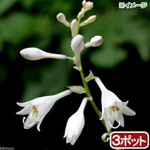 （山野草）ギボウシ（擬宝珠）　オオバギボウシ（大葉擬宝珠、ウルイ）　３号（３ポットセット）